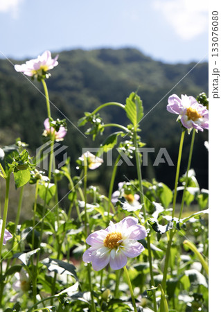 山間に咲く可憐なピンク色のダリア(品種:テスブルック オードリー) 山間に咲く可憐なピンク色のダリア(品種:テスブルック オードリー) 133076080