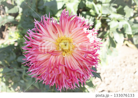 花びらの尖ったピンクと白のグラデーションをもつダリア(品種:紅葉孔雀) 花びらの尖ったピンクと白のグラデーションをもつダリア(品種:紅葉孔雀) 133076133