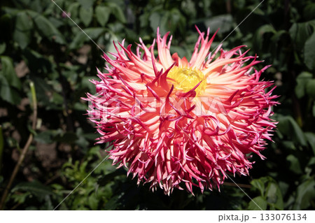 花びらの尖ったピンク色のダリア（品種：紅葉孔雀） 133076134