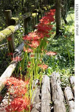 太陽の光を浴びて咲く彼岸花（曼殊沙華） 133076225
