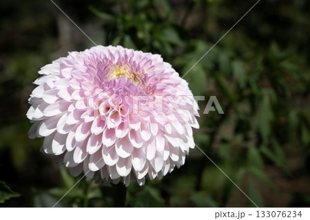 淡い紫のグラデーションが美しいダリア（品種：詩織） 133076234