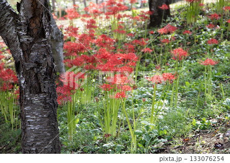 林の中に咲き誇る真っ赤な彼岸花(曼殊沙華) 林の中に咲き誇る真っ赤な彼岸花(曼殊沙華) 133076254