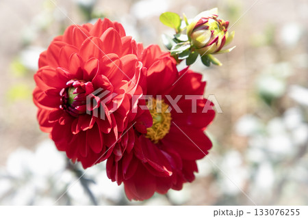 真っ赤なダリア（品種：あずま紅） 133076255