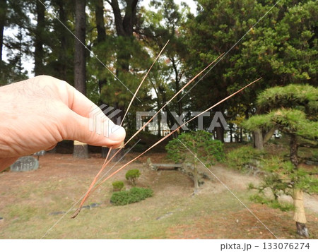 三本ある「テーダ松」の葉 三本ある「テーダ松」の葉 133076274
