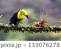 Yellow-Throated Toucan, Costa Rica, Central America, 133076278