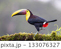 Yellow-Throated Toucan, Costa Rica, Central America, 133076327