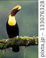 Yellow-Throated Toucan, Costa Rica, Central America, 133076328