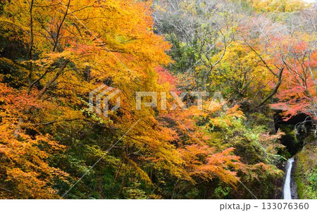 秩父華厳の滝　秋の風景（ 埼玉県 ） 133076360