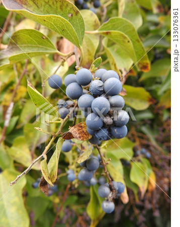 つる性植物「アオツヅラフジ」の実 つる性植物「アオツヅラフジ」の実 133076361