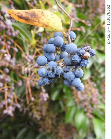 つる性植物「アオツヅラフジ」の実 つる性植物「アオツヅラフジ」の実 133076362