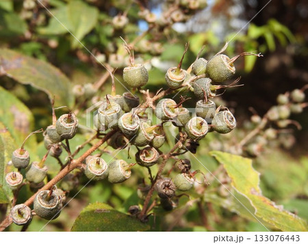 秋に実ったアジサイ科「ウツギ」の実 133076443