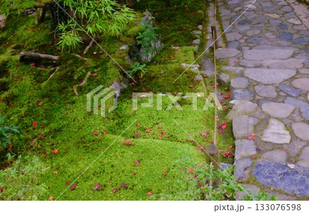 苔の生えた庭に落ちる赤いもみじの葉 苔の生えた庭に落ちる赤いもみじの葉 133076598