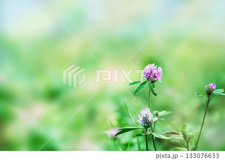 Pink meadow clover flowers (Trifolium pratense) on a soft, blurred green background. Close-up, delicate wildflowers, natural summer meadow, and botanical beauty.  133076633
