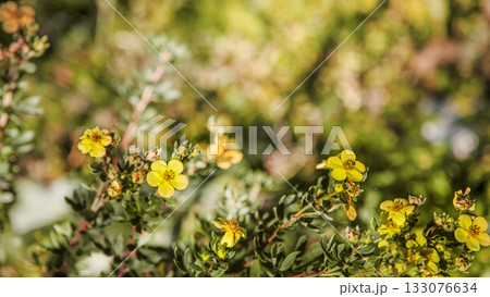 Yellow flowers of shrubby cinquefoil (Potentilla fruticosa) in full bloom. Close-up of bright golden blossoms on a green bush, symbolizing summer and natural beauty. Ideal for botanical, gardening 133076634