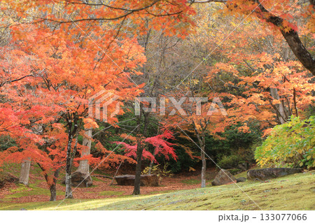 色づいた紅葉の木々 色づいた紅葉の木々 133077066
