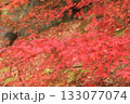 真っ赤な紅葉のグラデーション 133077074