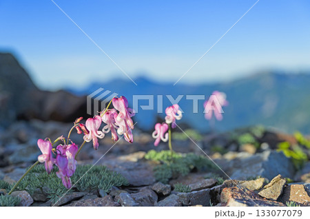 北アルプス蓮華岳のコマクサ 133077079