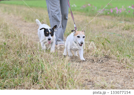 仲良しジャックのお散歩　ジャックラッセルテリア 133077154