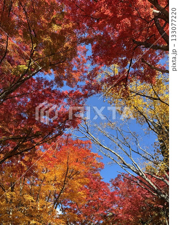 紅葉 紅葉 133077220