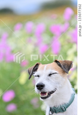 ジャックラッセルテリア 満開のコスモス畑 ジャックラッセルテリア 満開のコスモス畑 133077302