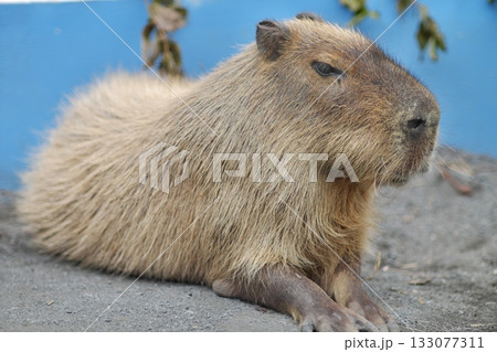 ウトウトするカピバラ② 133077311