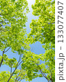 新緑の木々（イメージ） 133077407