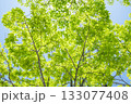 新緑の木々（イメージ） 133077408