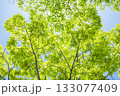新緑の木々（イメージ） 133077409