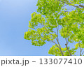 新緑の木々（イメージ） 133077410