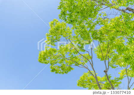 新緑の木々（イメージ） 133077410