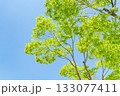 新緑の木々（イメージ） 133077411