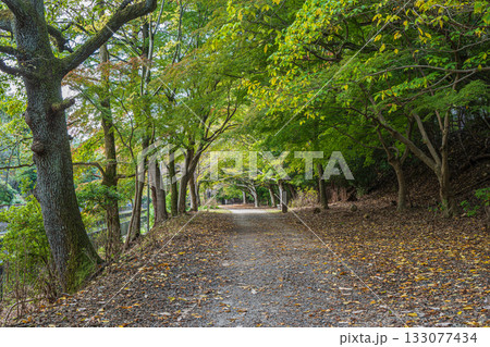 琵琶湖疏水 東山自然緑地 京都市 琵琶湖疏水 東山自然緑地 京都市 133077434