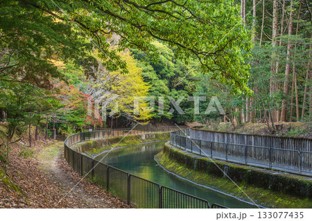 琵琶湖疏水 東山自然緑地 京都市 琵琶湖疏水 東山自然緑地 京都市 133077435
