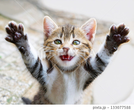 両手を挙げて万歳!満面の笑顔で大喜びする可愛い子猫 両手を挙げて万歳!満面の笑顔で大喜びする可愛い子猫 133077588
