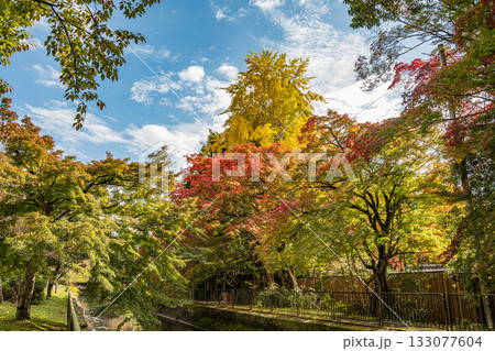 琵琶湖疏水 東山自然緑地 京都市 琵琶湖疏水 東山自然緑地 京都市 133077604