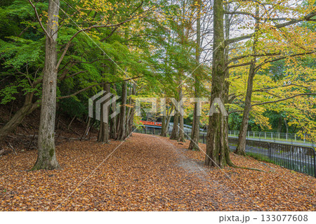 琵琶湖疏水 東山自然緑地 京都市 琵琶湖疏水 東山自然緑地 京都市 133077608
