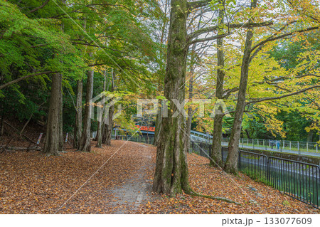 琵琶湖疏水　東山自然緑地　京都市 133077609