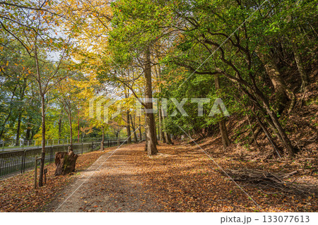 琵琶湖疏水 東山自然緑地 京都市 琵琶湖疏水 東山自然緑地 京都市 133077613