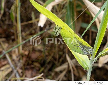 ゴイシシジミ 133077640