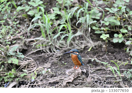 カワセミ　（オス） 133077650