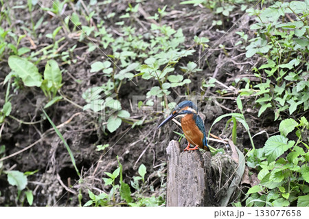 カワセミ　（オス） 133077658