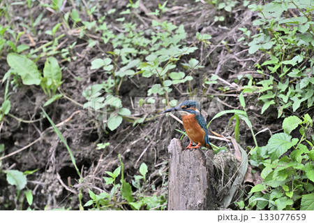 カワセミ　（オス） 133077659