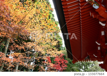 根本中堂と紅葉 根本中堂と紅葉 133077664