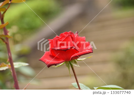 真っ赤な秋のバラ 133077740