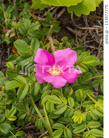 ハマナス ハマナス 133077770