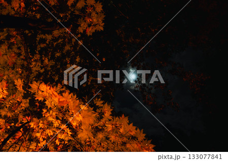夜空に浮かぶ月と黄金色に輝くモミジの幻想的な夜景 133077841