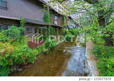 京都市 高瀬川のアオザギ 京都市 高瀬川のアオザギ 133077878