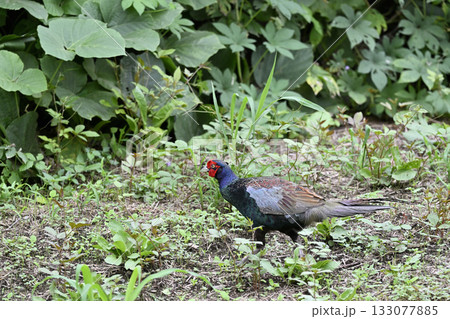 キジ (オス) キジ (オス) 133077885