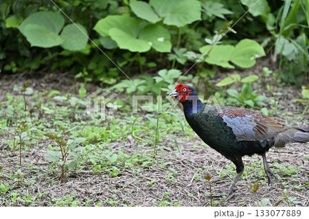 キジ　（オス） 133077889