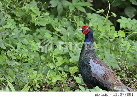 キジ　（オス） 133077891